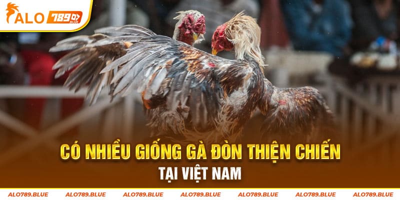Có nhiều giống gà đòn thiện chiến tại Việt Nam